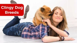 7 Clingiest Dog Breeds That Love Constant Companionship