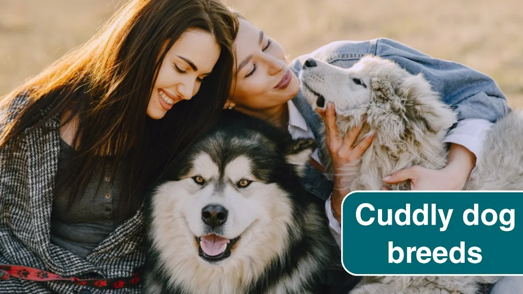 9 Dog Breeds That Are Experts at Cuddling