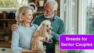 Best Small Dog Breeds for Senior Couples