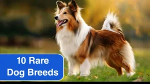 10 Rare Dog Breeds You’ve Never Heard Of