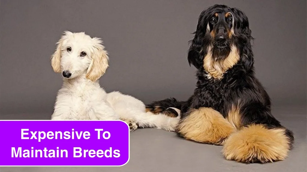 3 Dog Breeds That Will Cost You More Than You Think