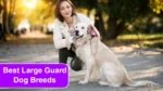 4 Best Large Guard Dog Breeds to Keep Your Family Safe