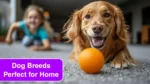 5 Medium-Sized Dog Breeds Perfect for Your Home