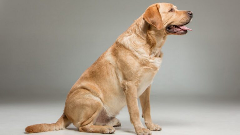 6 Best Large Dog Breeds for First-Time Owners