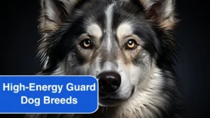 6 High-Energy Guard Dog Breeds for Ultimate Protection