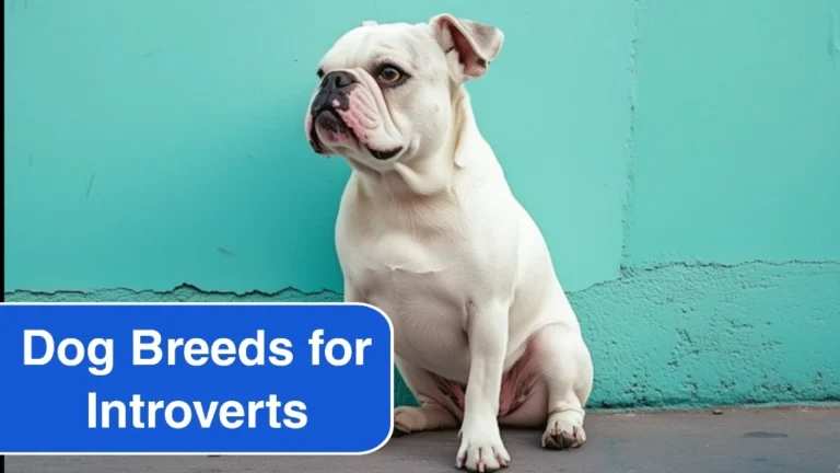 6 Most Reserved Dog Breeds Perfect for Introverts