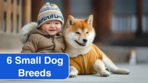 6 Small Dog Breeds That Act Like Big Dogs