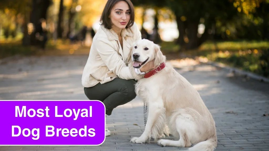 7 Loyal Dog Breeds That Will Be Your Forever Shadow