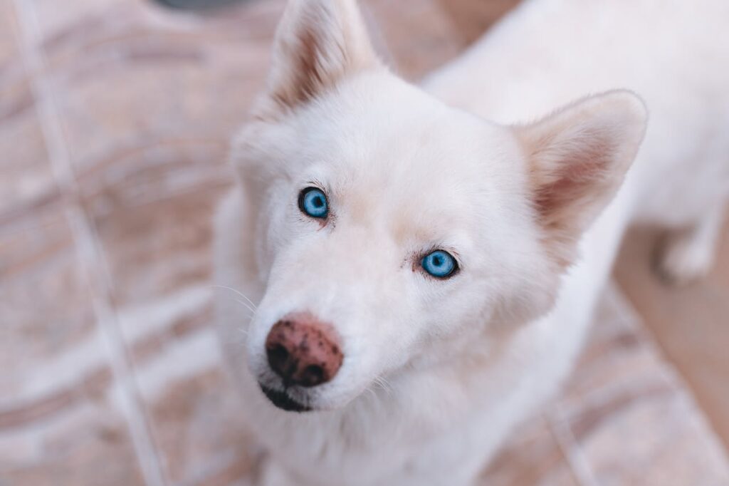 Siberian Husky