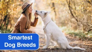 7 Smartest Dog Breeds in the World for Dog Lovers