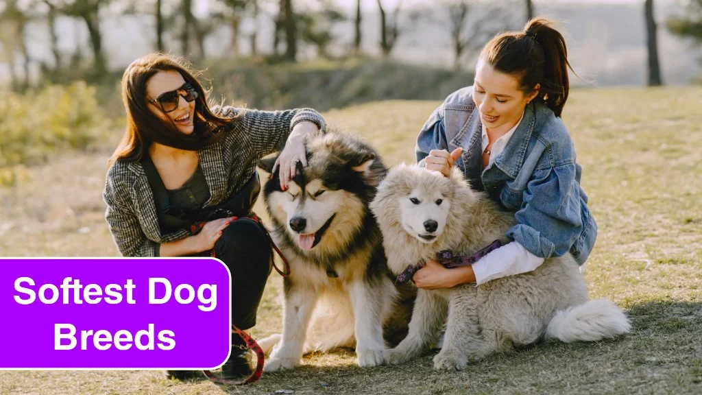 7 Softest Dog Breeds for Ultimate Comfort and Cuddles