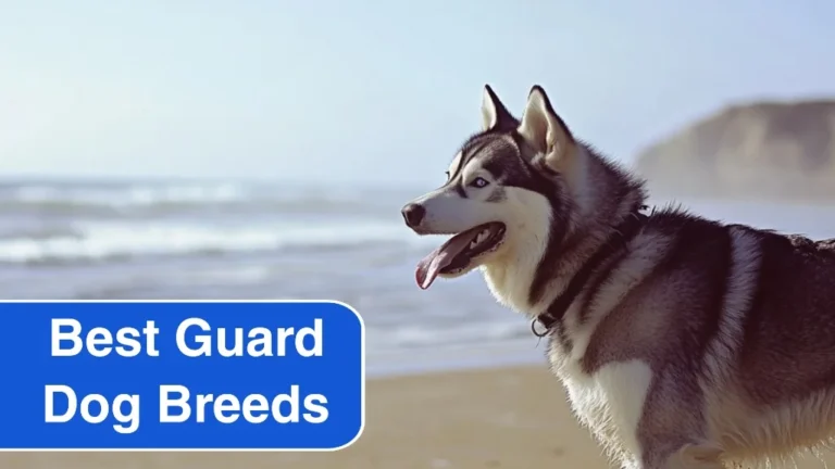 6 Best Guard Dog Breeds for Protecting Waterfront Properties