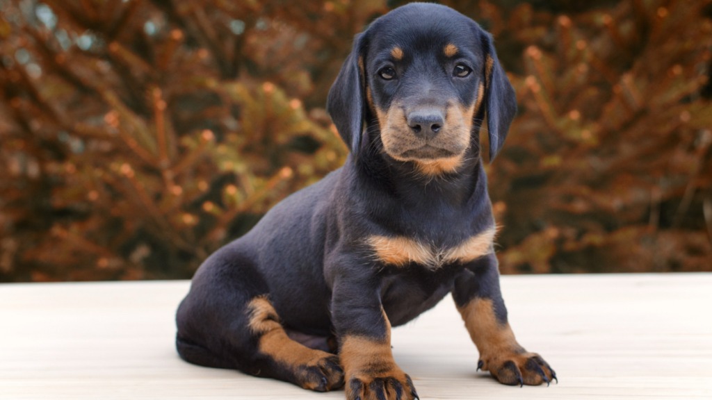 Dachshund