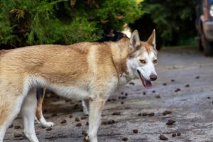 10 Large Dog Breeds That Are Incredibly Affectionate