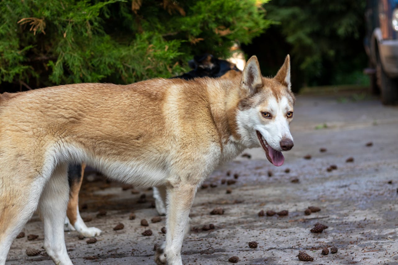 10 Large Dog Breeds That Are Incredibly Affectionate