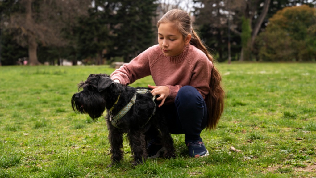 Miniature Schnauzer