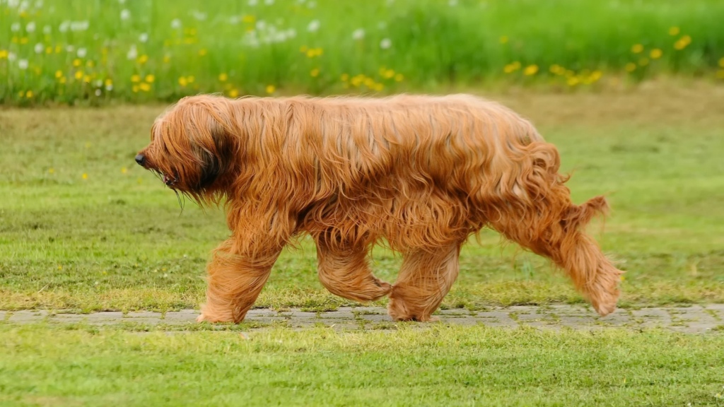 Norfolk Terrier