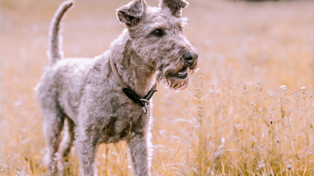 Soft Coated Wheaten Terrier