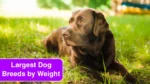 Top 5 Largest Dog Breeds by Weight in the USA