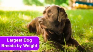 Top 5 Largest Dog Breeds by Weight in the USA