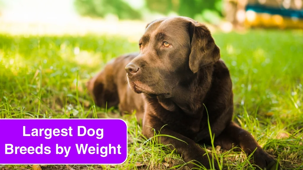 Top 5 Largest Dog Breeds by Weight in the USA