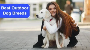 Top 7 Best Outdoor Dog Breeds