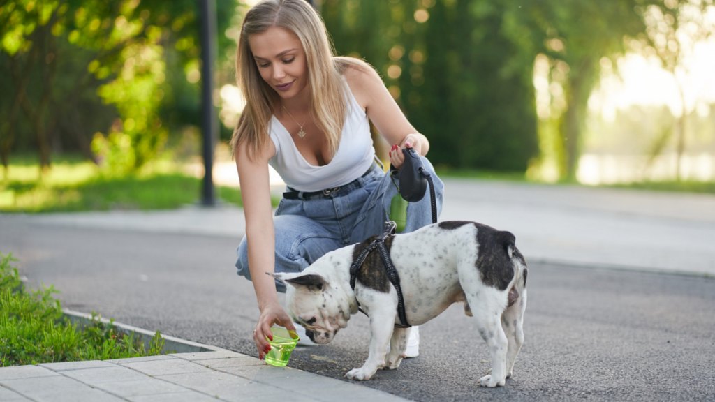 7 Wonderful Toy Dog Breeds That Are Small but Full of Life