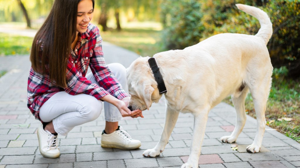 Best Dog Breeds for First-Time Owners Who Want Easy Training