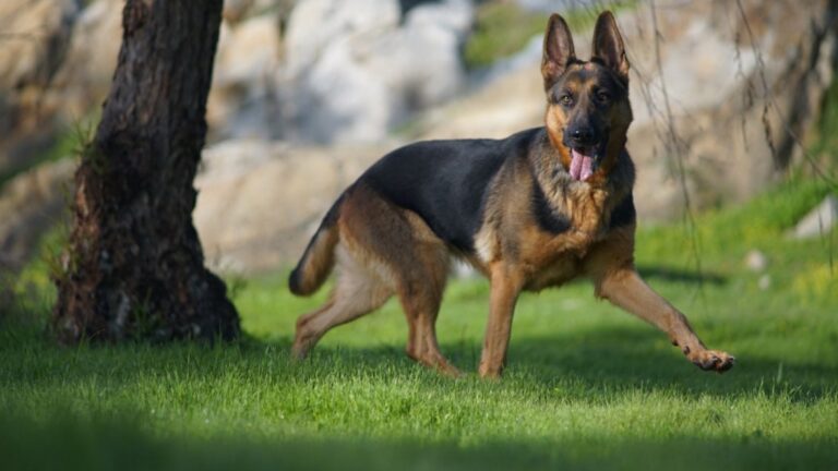 Best Police Dog Breeds for Helping the Police