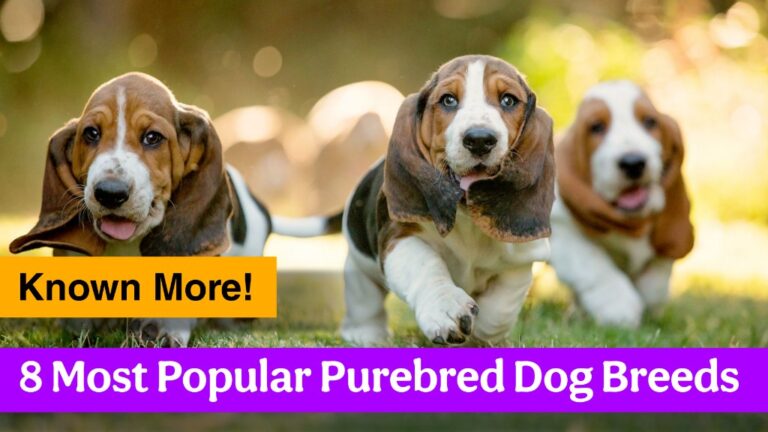 Top 8 Most Popular Purebred Dog Breeds