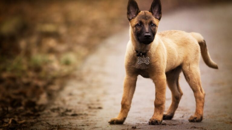 Top 9 Exotic Guard Dog Breeds for Ultimate Protection and Security