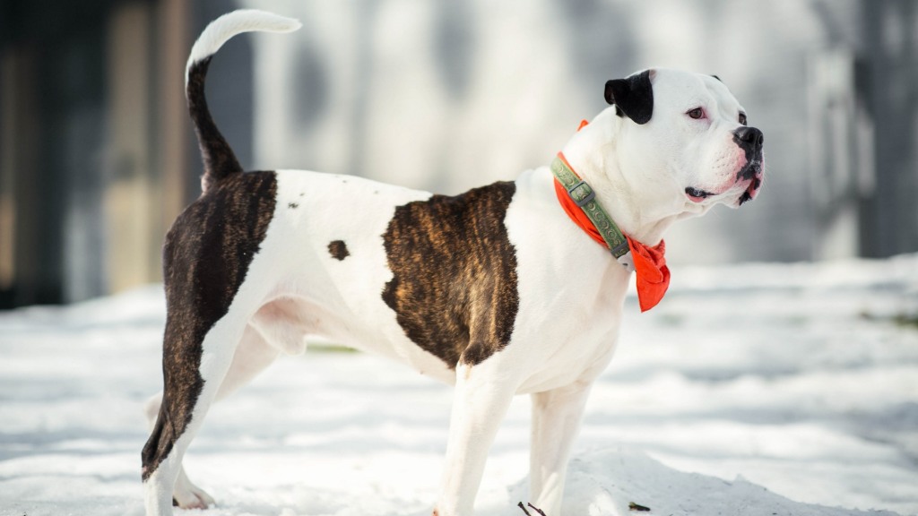 Most Popular Dog Breeds in America Right Now