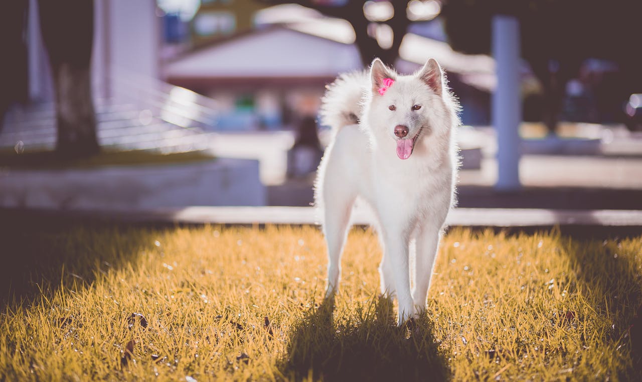 9 Alert Large Breeds That Excel at Protection 7 Akita