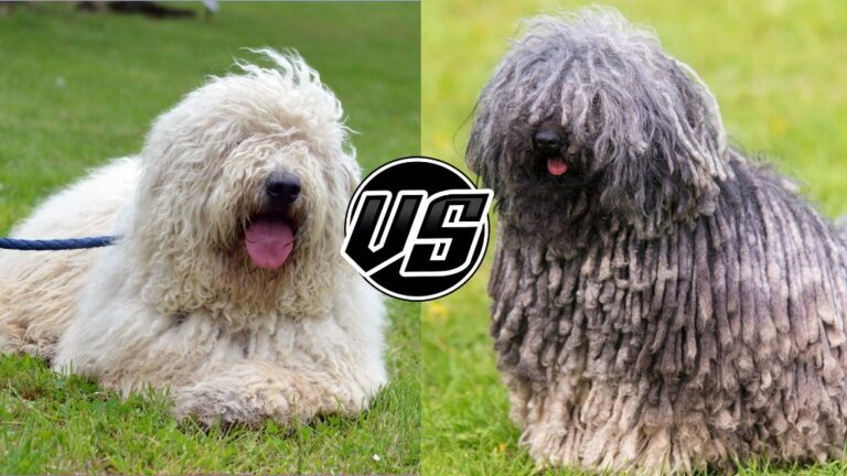 Komondor vs. Puli: How to Tell These Corded Canines Apart