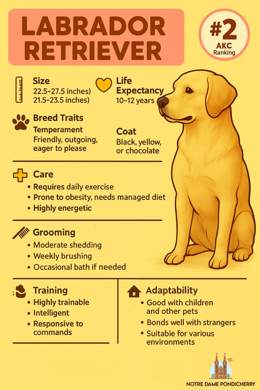 5 Dog Breeds Deeply Connected to the Natural World 4 Labrador Retriever Profile