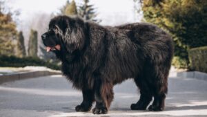 Giant Dog Breeds with Even Bigger Hearts