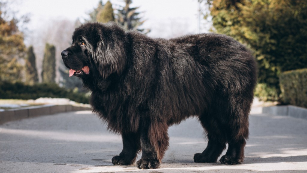 Giant Dog Breeds with Even Bigger Hearts