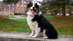 11 Laid-Back Dog Breeds That Are Totally Chill