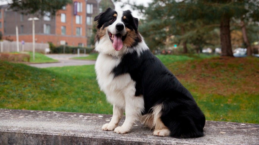 11 Laid-Back Dog Breeds That Are Totally Chill