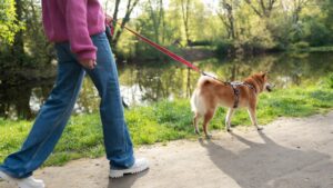 Exceptionally Versatile Dog Breeds for Every Lifestyle