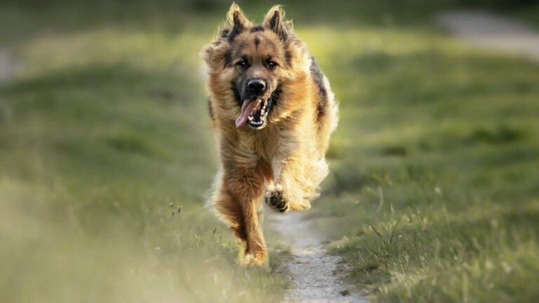 5 Speedy Dog Breeds That Are Fast and Furious