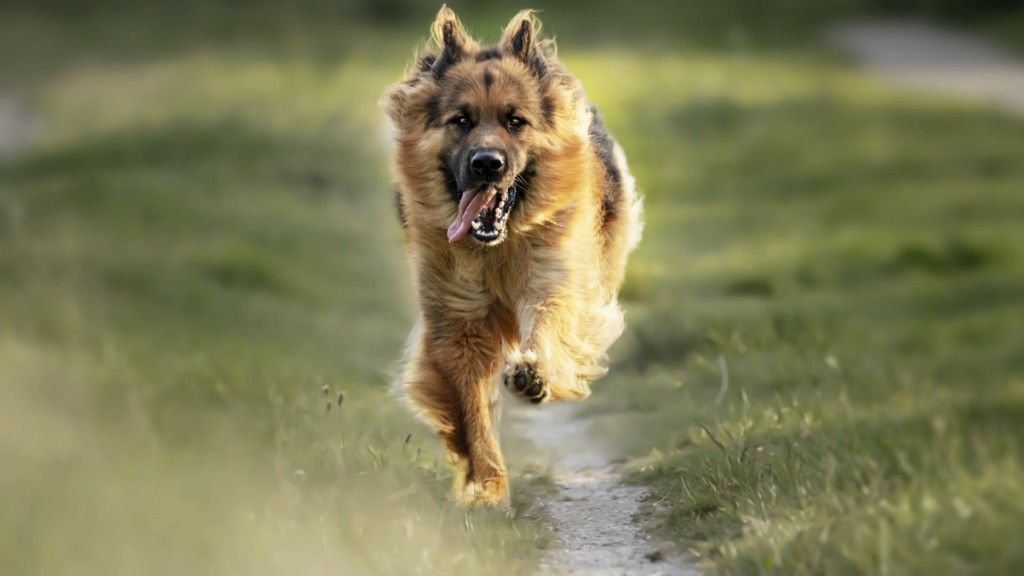 5 Speedy Dog Breeds That Are Fast and Furious
