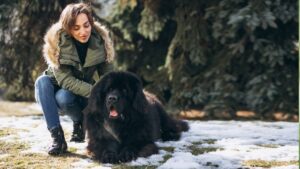 6 Fluffy Coat Dog Breeds That Bring All the Warmth and Cuddles