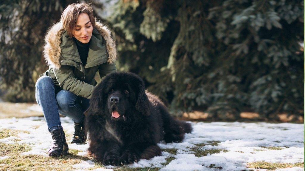 6 Fluffy Coat Dog Breeds That Bring All the Warmth and Cuddles