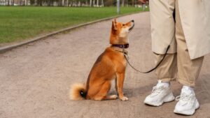 Devoted Dog Breeds That Never Leave Your Side
