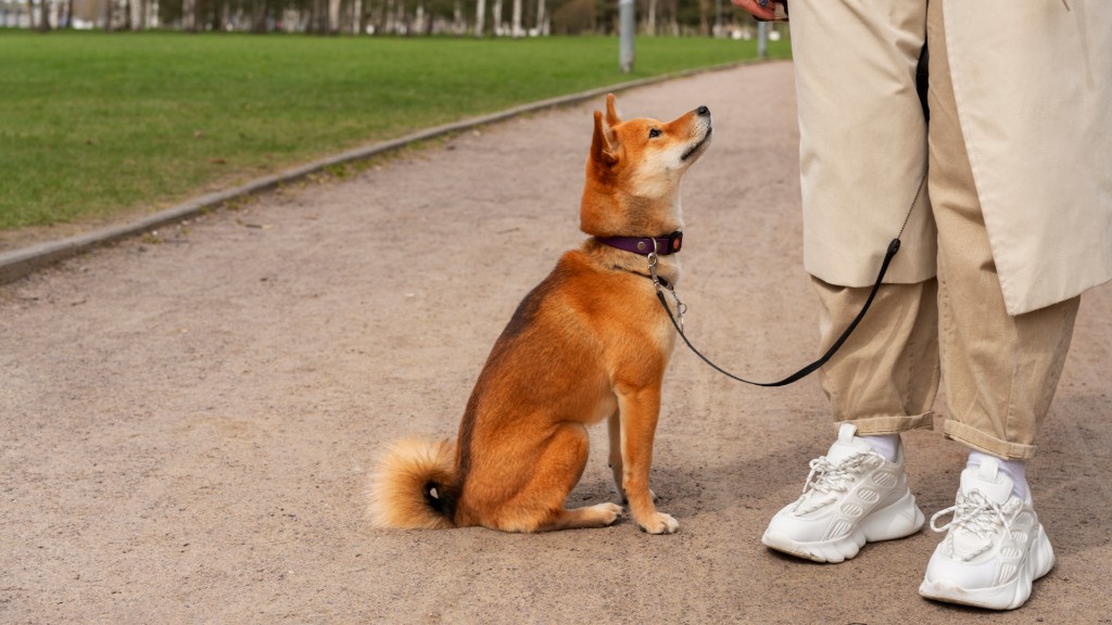 Devoted Dog Breeds That Never Leave Your Side