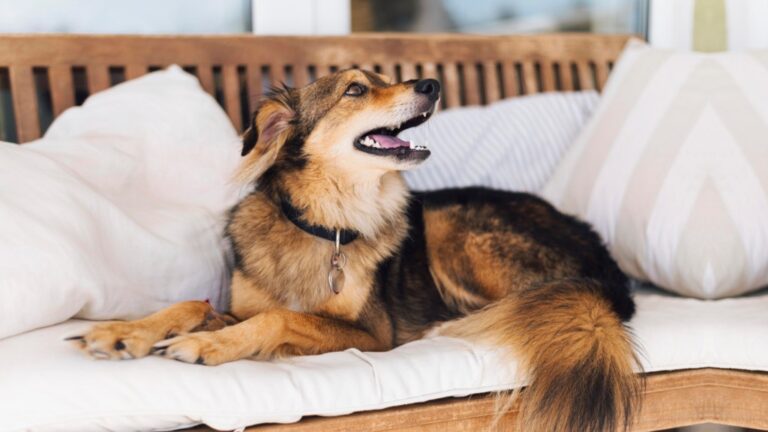 Strong-Willed Dog Breeds That Stay Calm Under Pressure