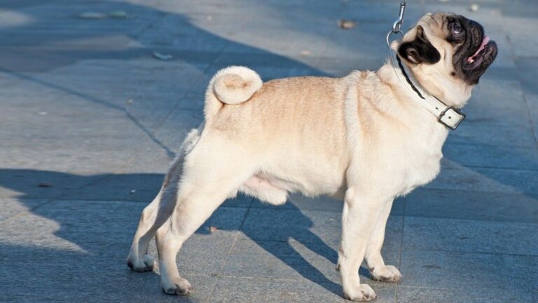 7 Easy-Care Small Dogs with Short, Simple Coats