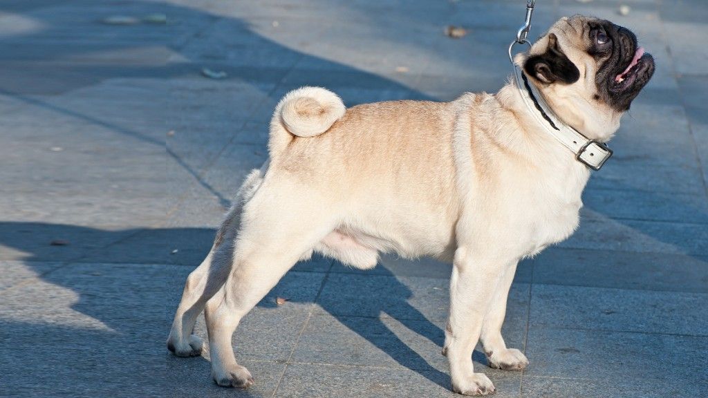 7 Easy-Care Small Dogs with Short, Simple Coats
