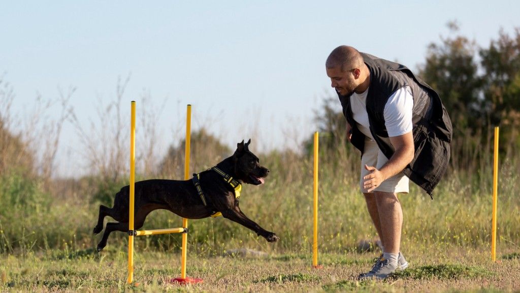 7 Highly Intelligent Hunting Dogs That Excel in Action